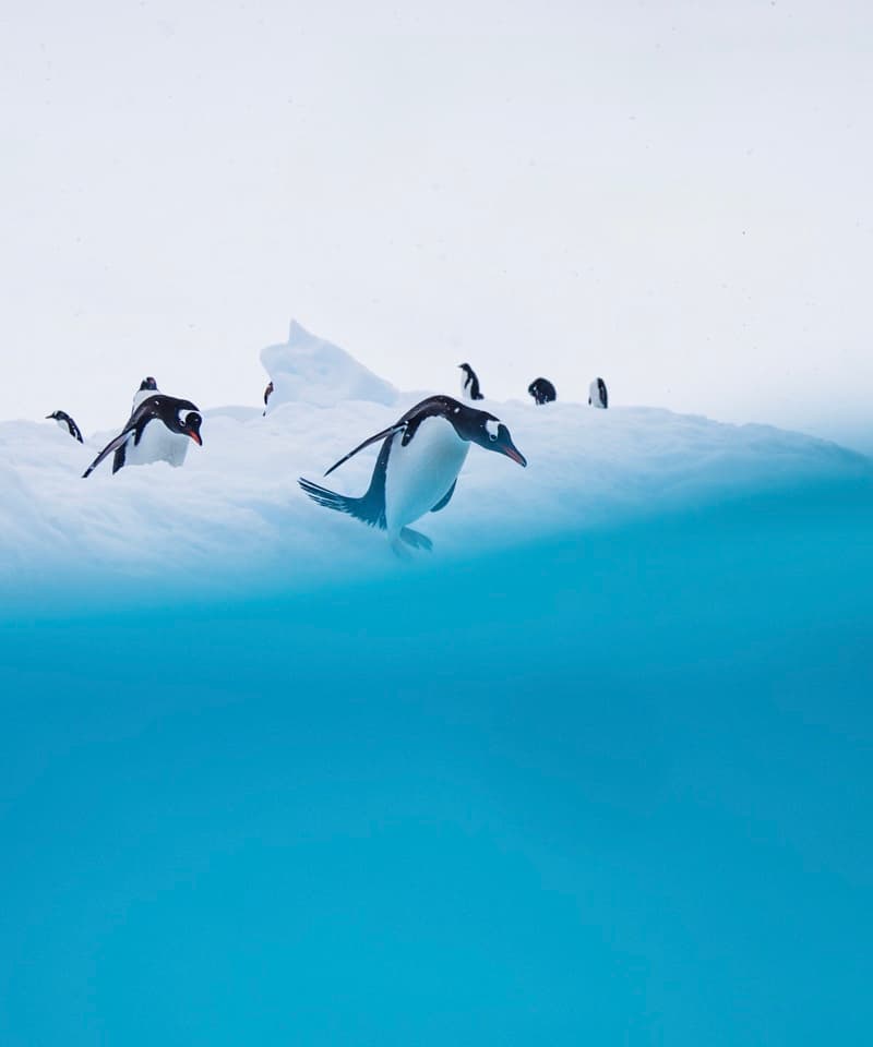 Antarctica Expedition